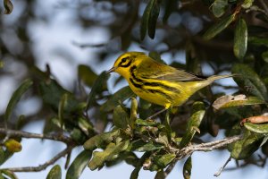 Prairie Warbler - K1A1580.jpg