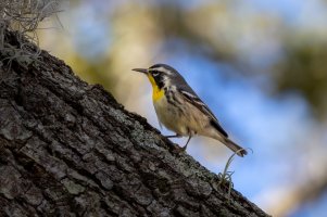 Yellow-throated Warbler - K1A2589.jpg