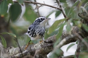 Black and White Warbler - K1A2735.jpg