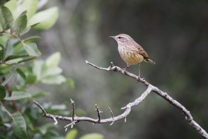 Palm Warbler - K1A2791.jpg