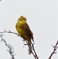 309A7839-DxO_Yellowhammer_mc.jpg