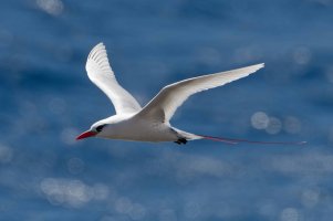 DSC_1499_DxO.jpg DSC_1499_DxO.jpg