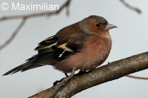 chaffinch_2024_03.JPG