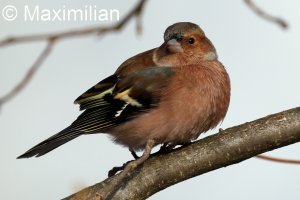 chaffinch_2024_04.JPG