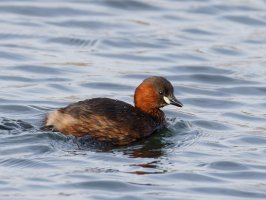 309A6357-DxO_Little_Grebe_LS+1.jpg