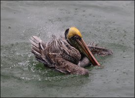 Pelican-Bath.jpg