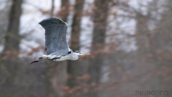 mitzieher250_03.jpg mitzieher250_03.jpg