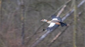 mitzieher250_02.jpg mitzieher250_02.jpg