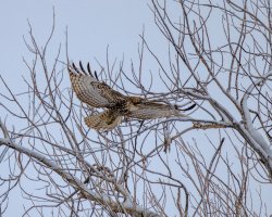 RFIV5005-Enhanced-NR.jpg RFIV5005-Enhanced-NR.jpg