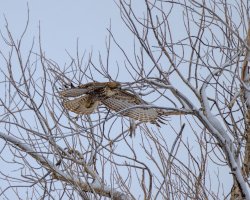 RFIV5006-Enhanced-NR.jpg RFIV5006-Enhanced-NR.jpg