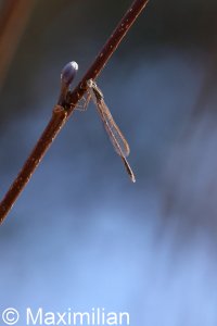 winter_damselfly_2024_01.JPG