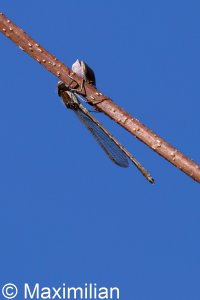 winter_damselfly_2024_02.JPG