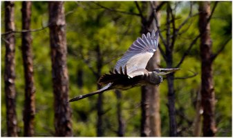 Heron-in-Flight.jpg Heron-in-Flight.jpg
