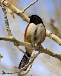 EOS R5_5376-Enhanced-NR.jpg