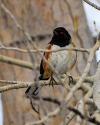 EOS R5_5352-Enhanced-NR.jpg