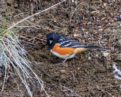 EOS R5_5394-Enhanced-NR.jpg