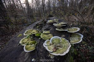 stack RF14_35 (11).jpg