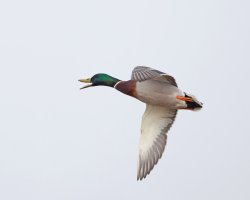 309A7750-DxO_Mallard_flying_quacking-ts.jpeg 309A7750-DxO_Mallard_flying_quacking-ts.jpeg