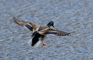 309A8389-DxO_Mallard_quacking_Landing.jpg 309A8389-DxO_Mallard_quacking_Landing.jpg