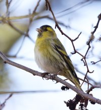 309A8431-DxO_Siskin+2.3.jpg