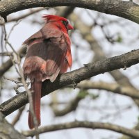 5D3_0802 crop 1884 - Copy.jpg