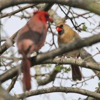 5D3_0813 crop 1884.jpg