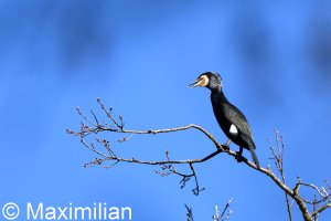 cormorant_2024_06.JPG