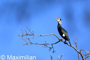 cormorant_2024_07.JPG