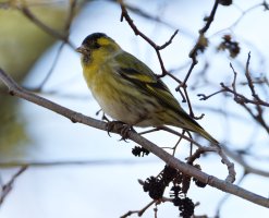 309A8417-DxO_Siskin+2.3pp.jpg