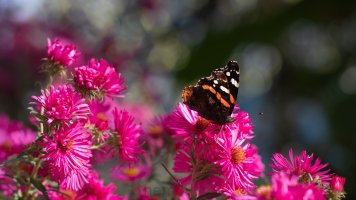 october admiral_02.jpg