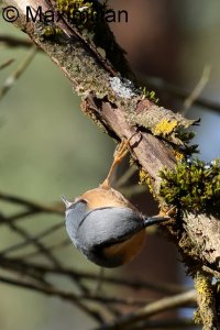 nuthatch_2024_04.JPG