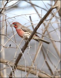 Male-house-Finch.jpg