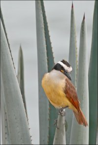 Great-Kiskadee.jpg