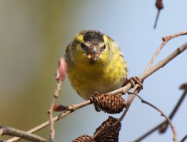 3R3A7209-DxO_Siskin_Front_Face.jpg