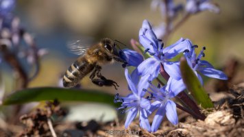 bee in flight.jpg