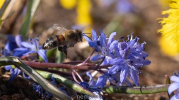 bee in flight_02.jpg