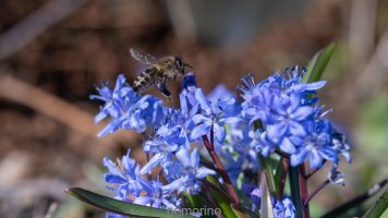 bee in flight_03.jpg