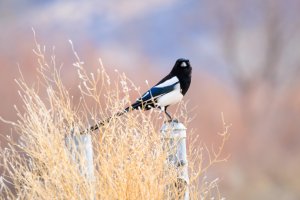 EOS R5_6007-Enhanced-NR.jpg