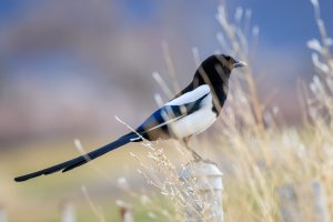 EOS R5_6016-Enhanced-NR.jpg