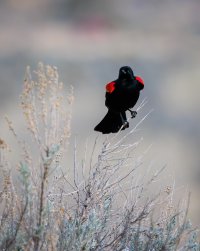 EOS R5_6081-Enhanced-NR.jpg