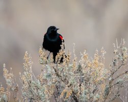 EOS R5_6086-Enhanced-NR.jpg