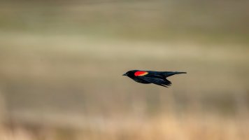 EOS R5_6094-Enhanced-NR.jpg