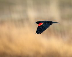 EOS R5_6098-Enhanced-NR.jpg