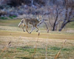 EOS R5_6153-Enhanced-NR.jpg