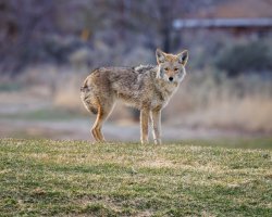 EOS R5_6190-Enhanced-NR.jpg