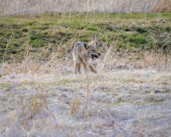 EOS R5_6256-Enhanced-NR.jpg