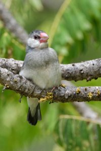 DSC_2596_DxO.jpg DSC_2596_DxO.jpg