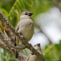 DSC_2495_DxO.jpg DSC_2495_DxO.jpg