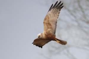 309A8980_DPP4_Marsh_Harrier_Flying-600mm_ts.jpeg 309A8980_DPP4_Marsh_Harrier_Flying-600mm_ts.jpeg