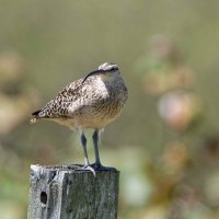 DSC_3430_DxO.jpg DSC_3430_DxO.jpg